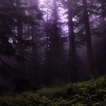 Создать мем: туманный лес ночью, лес в тумане, густой лес