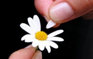 Create meme: white daisies, chamomile, chamomile flowers