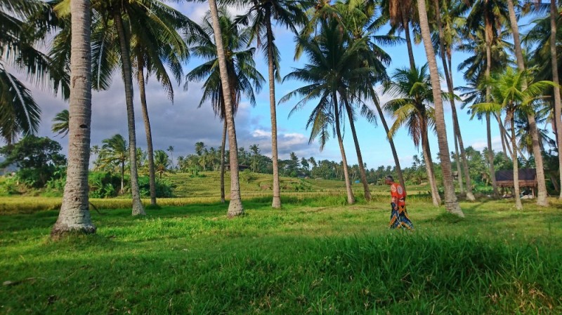 Create meme: home plant, india palm trees, nature 