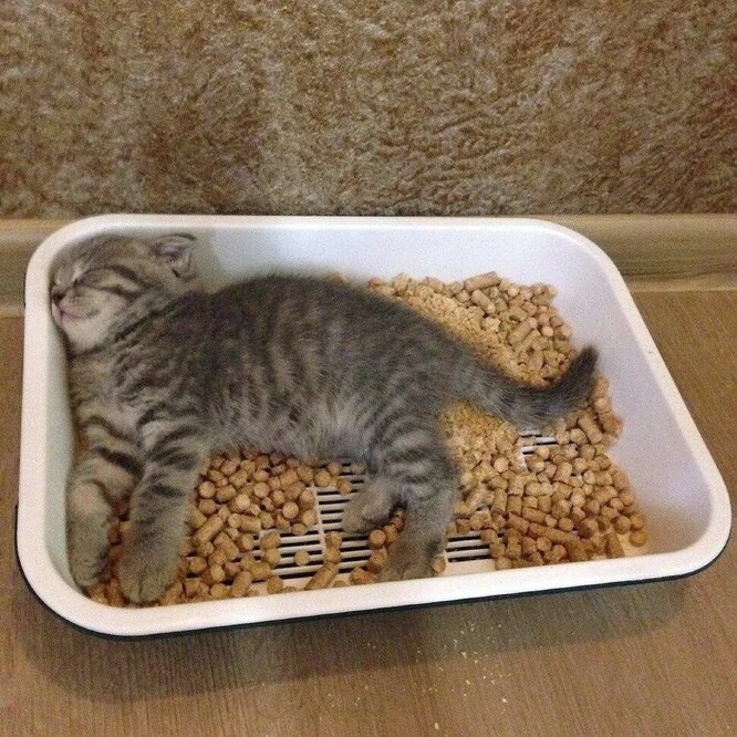 Create meme: tray for kittens, cat litter, funny animals 