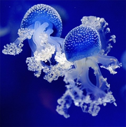 Create meme: Medusa, coelenterate jellyfish, The blue jellyfish