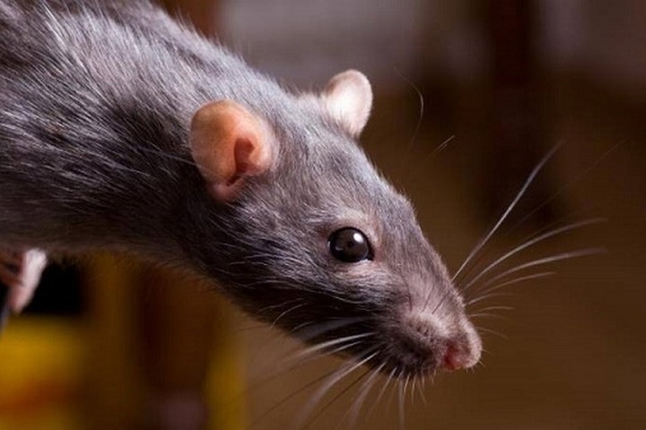 Create meme: the dumbo rat is black, grey rat dumbo, The rat is a breed of dumbo