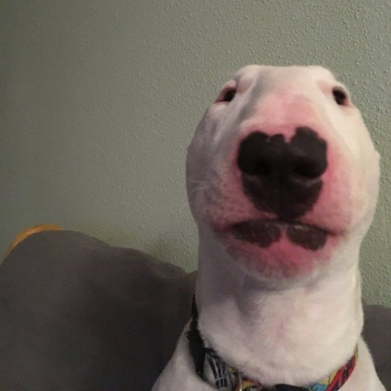 Create meme: bull terrier Nelson, walter bull terrier, bull Terrier dog