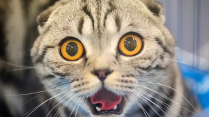 Create meme: the surprised cat, Cat, funny cats