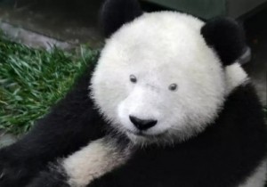 Создать мем: endangered, медведь, кровать панда