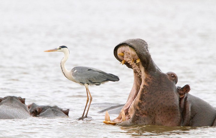 Create meme: the hippopotamus is ordinary, hippopotamus hippopotamus mouth, The Nile behemoth