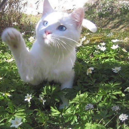 Создать мем: котик, японская кошка белая, кошка