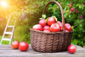Создать мем: корзина с яблоками осень, урожай яблок, яблоки в корзинке