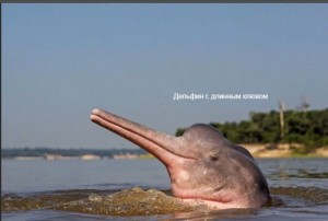 Создать мем: речные дельфины, дельфин бото, гангский дельфин фото