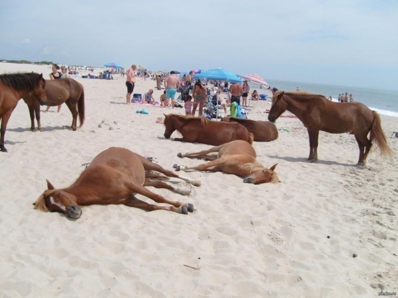 Создать мем: животные на пляже, дикие лошади, лошадь на пляже прикол