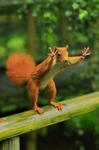 Create meme: animal, protein with raised legs, funny squirrels