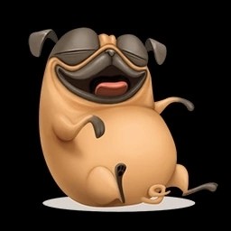 Create meme: pug funny, funny pug