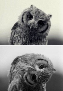 Создать мем: дай денюшку мем, cute owl, дай денюшку картинка
