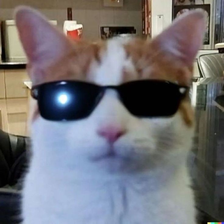 Create meme: cat , people, cat with glasses