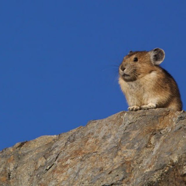 Create meme: the American squeaker, steppe pischukha, northern pischukha