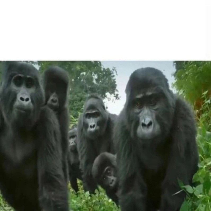 Создать мем: альфа самец гориллы, горилла обезьяна, горилла горилла