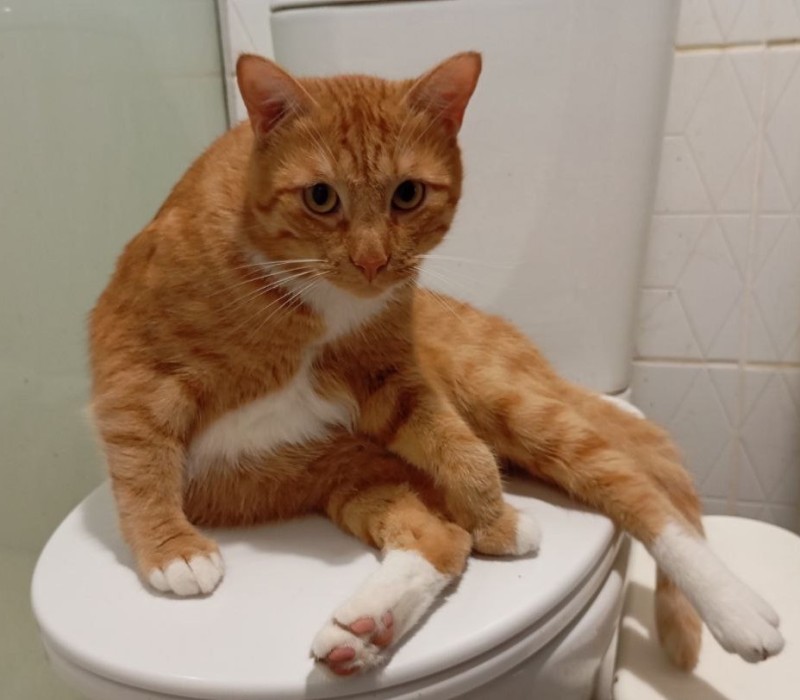 Create meme: A pooping cat, The cat is in the toilet, the cat on the toilet