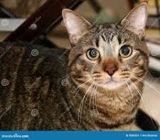 Create meme: European cat, the European Shorthair, cat 