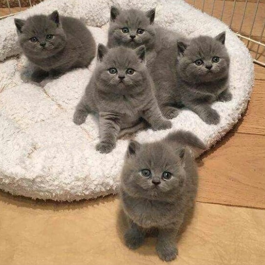 Create meme: kittens , British cat , Scottish