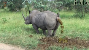 Create meme: white Rhino