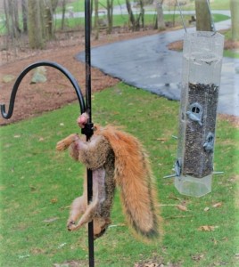 Create meme: protein, squirrel stuck, squirrel hung