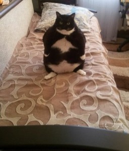 Create meme: cat funny, cat, fat black cat