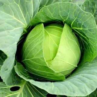 Create meme: white cabbage, early cabbage, cabbage varieties