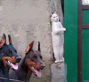 Создать мем: кот прячется от собак, доберман, кот и два добермана