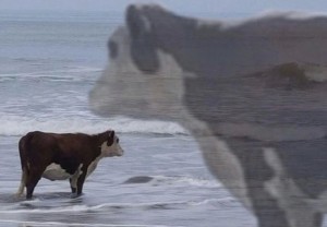 Create meme: memes animals, the cow of the sea