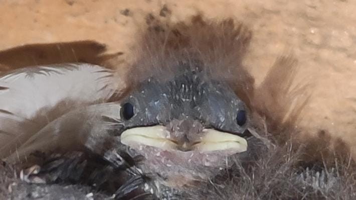 Create meme: chick of a finch, the chick is a yellow - mouthed, the baby bird is a yellow swallow