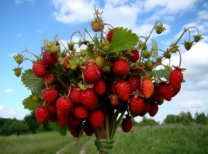 Create meme: strawberries, strawberry bouquet, bouquet berries