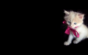 Create meme: adorable kittens, little kitty, cute kittens