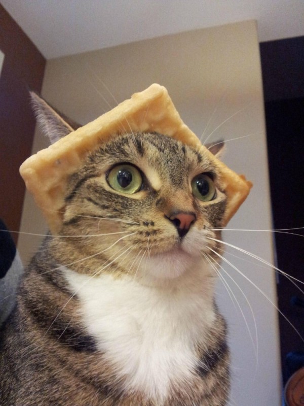 Create meme: cat bread, funny cat, cat meme 