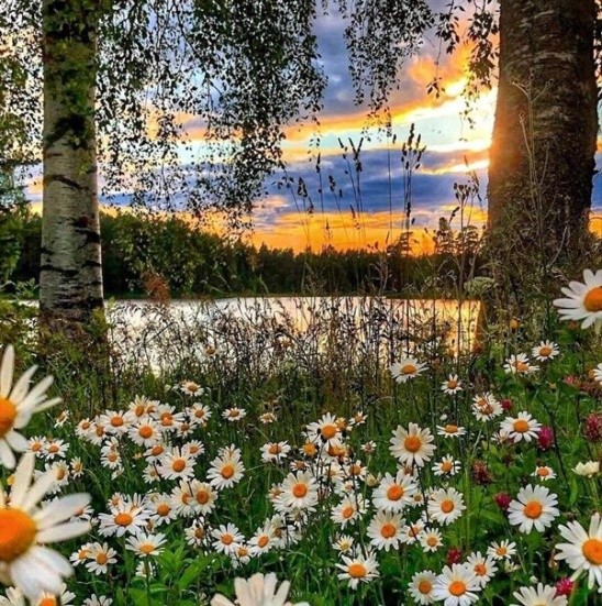 Create meme: beautiful landscapes with daisies, landscape with daisies, the nature of chamomile