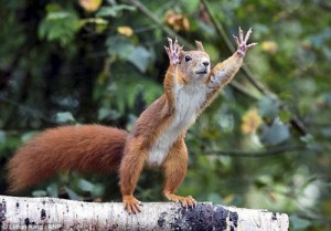 Create meme: protein, squirrel, squirrel dances