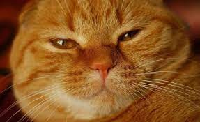 Create meme: brazen muzzle , sly red cat, impudent red muzzle