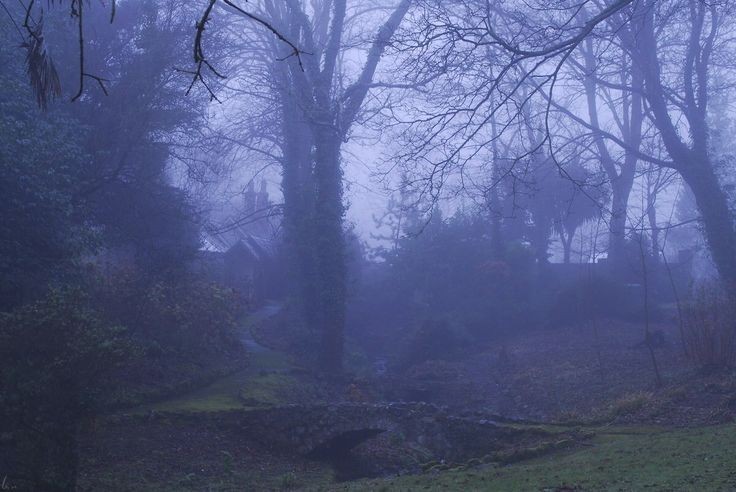 Create meme: nature , dark forest background, nature fog