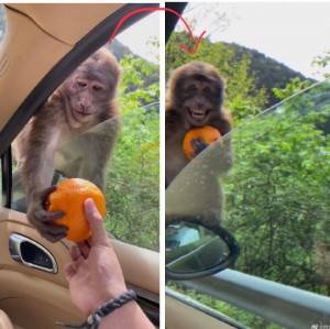 Create meme: monkeys