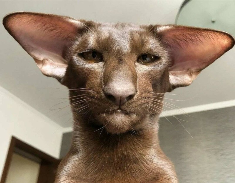 Create meme: Oriental cat, breed oriental dobby, oriental cat