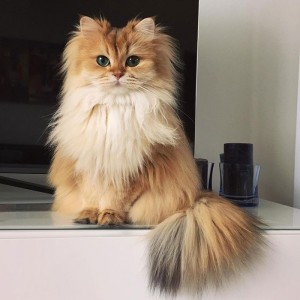 Create meme: Persian cat, British longhair cat smoothies, British longhair cat