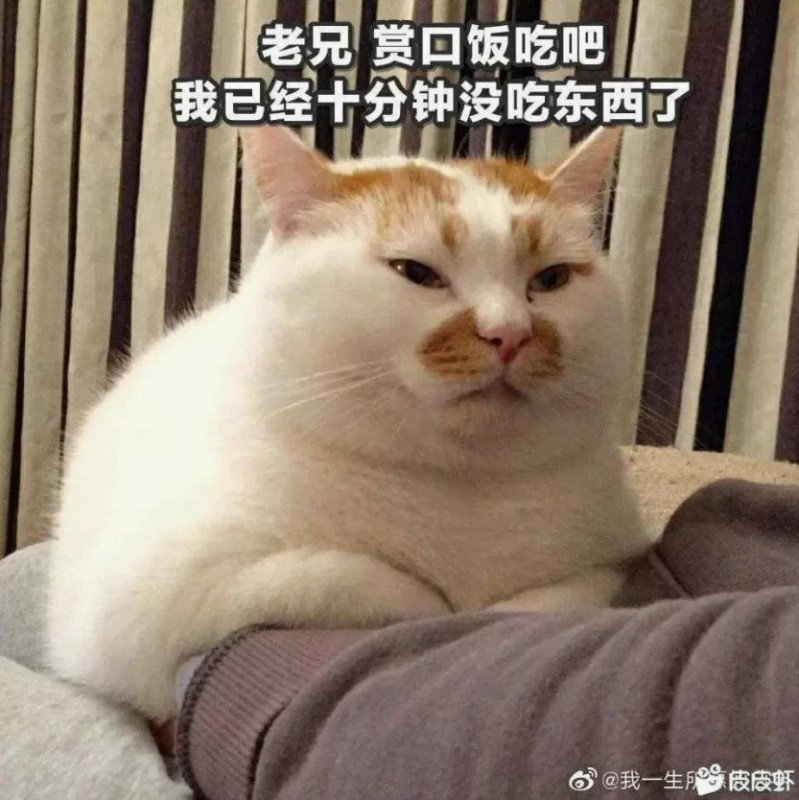 Create meme: dvach nonsense, fat cat china, cat 