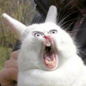 Создать мем: кролик прикол, злой кролик, кричащий кролик