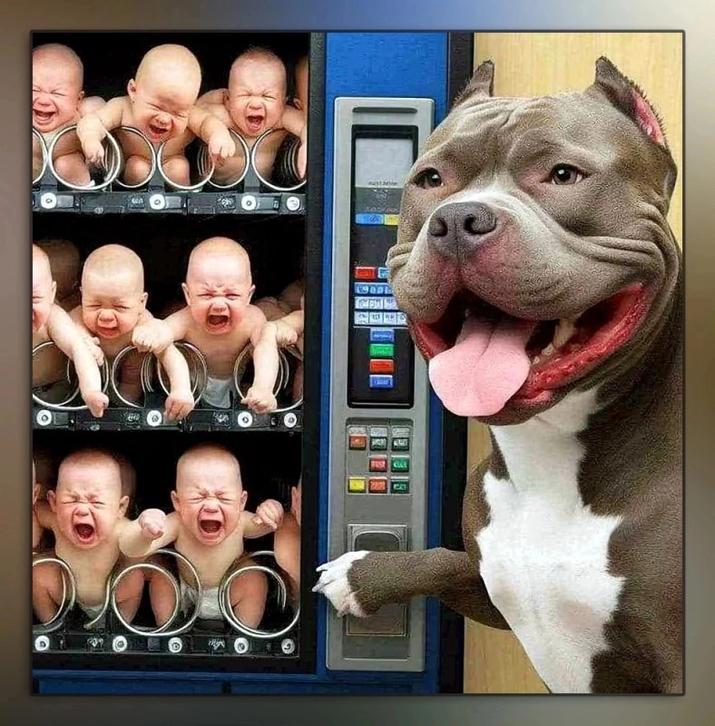 Create meme: American bully, american bully dog, bully the dog