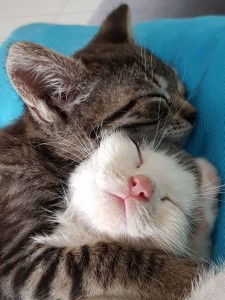 Create meme: cat, cute cats, sleeping cat