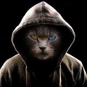 Create meme: people, Cat, cats