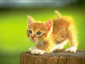 Создать мем: золотой котенок, милые котята, cute kitten