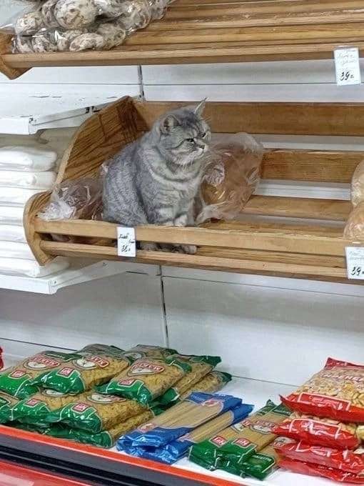 Create meme: the cat in the pyaterochka, The cat on the shelf is overdue, The cat is on the shelf of the store