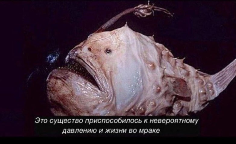 Create meme: The long-horned sabretooth, deep-sea fish, angler fish