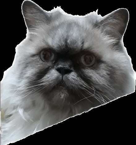 Create meme: Himalayan Persian cat, Persian cat , Himalayan Persian color point