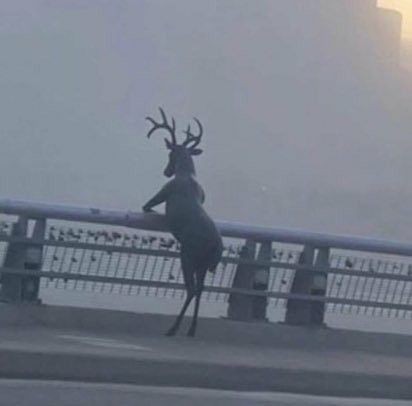 Create meme: deer , the deer is funny, deer on the Nizhnevolzhskaya embankment